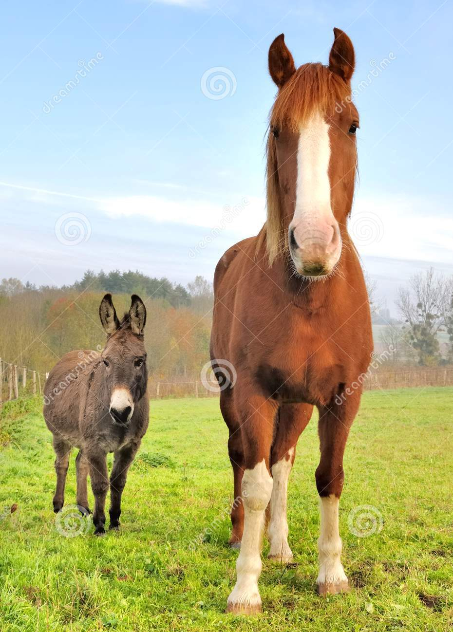 Horse vs Donkey
